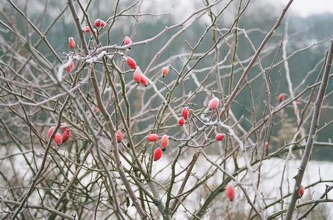 Winter wild berries Stock Photos