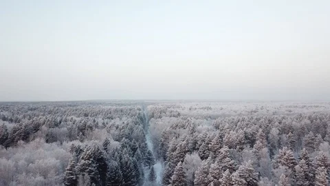 Winter wild forest. The camera smoothly goes down. Snowing. Stock Footage 100991372