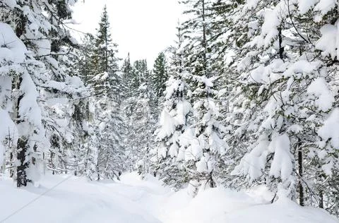Winter wild forest Stock Photos