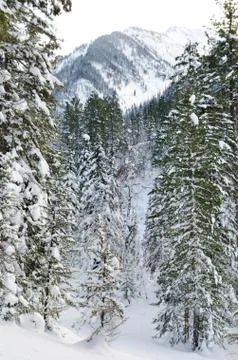 Winter wild forest Stock Photos