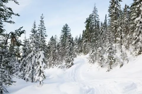Winter wild forest Stock Photos