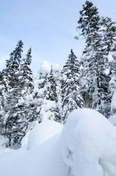 Winter wild forest Stock-Fotos