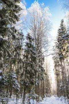 Winter wild forest. Photos