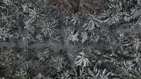 Winter wild forest. View from above. Stock Footage 238780200