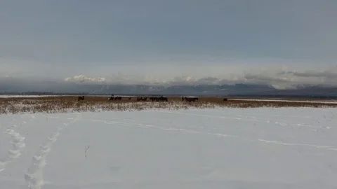 Winter wild horse Stock Footage 72307752