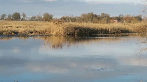 Winter. wild nutria river rat swimming through Havel river (Brandenburg, Germany 스톡 동영상 71626508