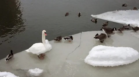 Winter Wildlife on a River Stock Footage 36039675