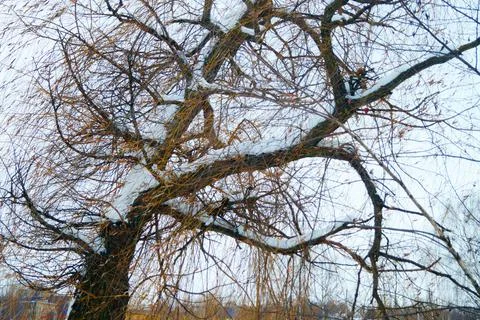 Winter willow Stock Photos