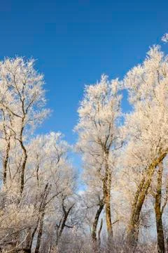 Winter willow trees Stock Photos