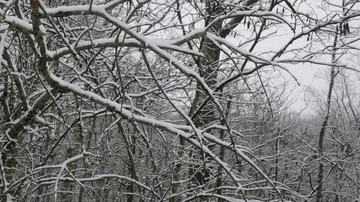 Winter Wind Blows Snow Covered Branches in 4K Stock Footage 85711723