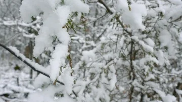 Winter Wind Blows Snow Covered Fir Trees in 4K Vidéo 85711813