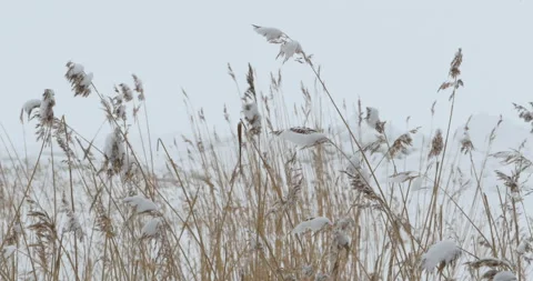 Winter wind cattail Stock Footage 106265793
