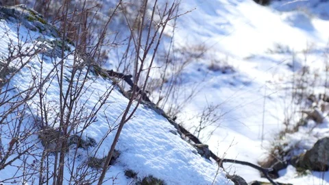 Winter Wind Stock Footage 71157297