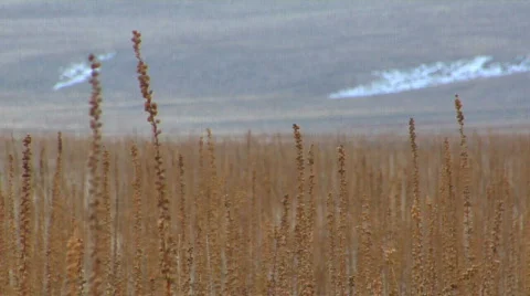 Winter Wind in the Grains Stock Footage 624920