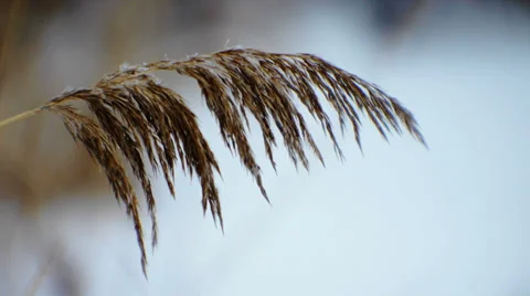 Winter Wind Rustles The Dry Grass 4 Stock Footage 35415247