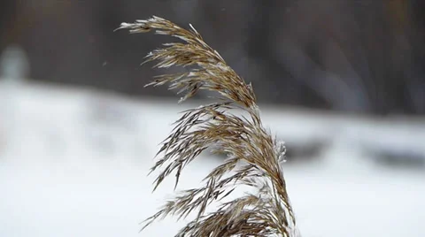 Winter Wind Rustles The Dry Grass 3 Stock Footage 35415253