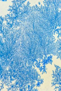 Winter window. Stock Photos