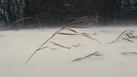 Winter Windstorm with Snow and Bending Grass in a Cloudy Landscape Vídeo Stock 317609037