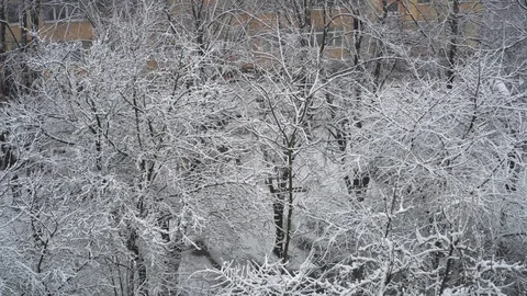 Winter Windy Snow Covered Trees Nature Season Snowy Stock-Footage 124912016