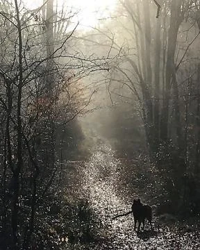 Winter Wolf Stock Photos