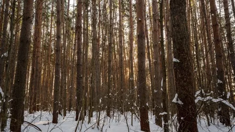 Winter Wonderland: Camera Glides Through Snowy Forest with Gentle Snowfall Stock Footage 306582503