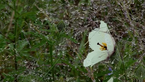 Winter wonderland dew Stock Footage 75891981