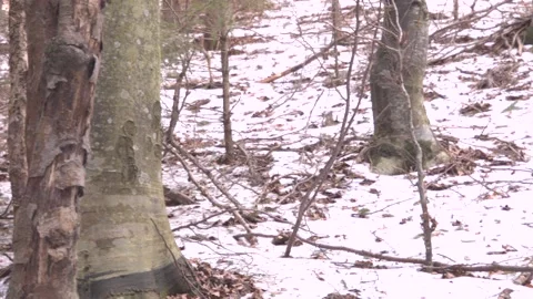 Winter Wonderland Stock Footage 137642494