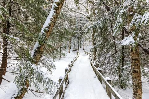 Winter Wonderland Path Stock Photos
