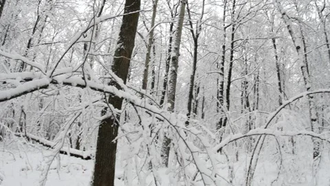 Winter wood covered with the first snow. Video stock 294098074