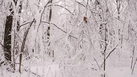 Winter wood covered with the first snow. Stock Footage 297617459
