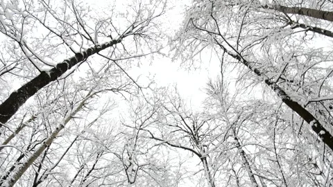 Winter wood covered with the first white snow. Stock Footage 294098239