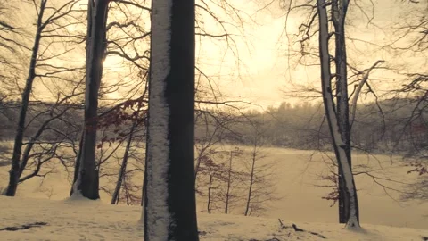 Winter wood Stock Footage 146318289