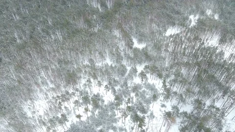 Winter wood Stock Footage