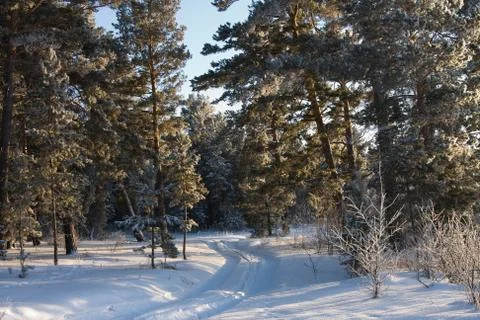 Winter wood Stock-Fotos
