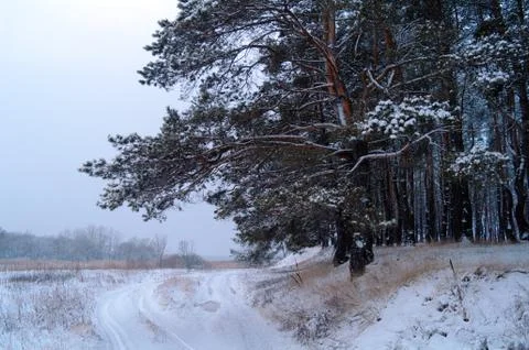 Winter wood Stock Photos