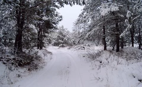 Winter wood Stock Photos