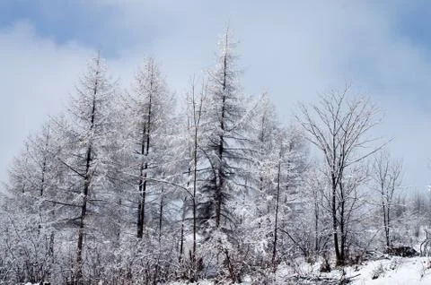 Winter wood Stock Photos