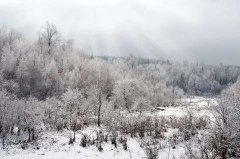 Winter wood Stock Photos