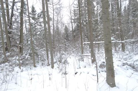 Winter wood Stock Photos