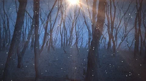 Winter Woods 1 Stock Footage 12675914