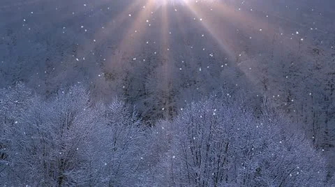 Winter Woods 2 Stock Footage 12676229