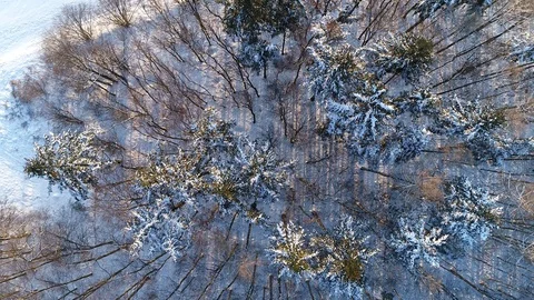 Winter woods from above. Stock Footage 102052874