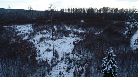 Winter woods from above. Video stock 102054186