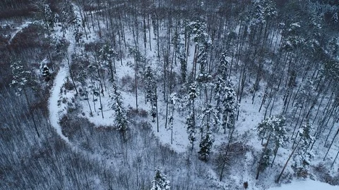 Winter woods from above. Stock Footage 102055983