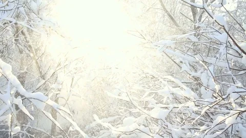 Winter woods background, branches covered with snow in the sun Stock Footage 85016765