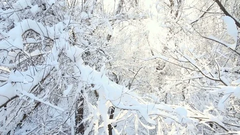 Winter woods background, branches covered with snow in the sun Stock Footage 85016788
