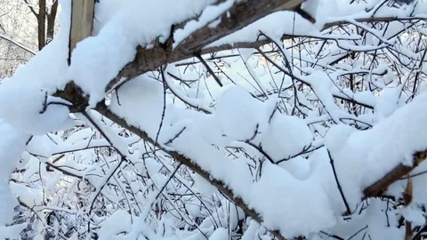 Winter woods background, branches covered with snow in the sun Stock Footage 85016851