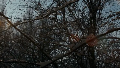 Winter woods background, branches covered with snow in the sun Stock Footage 89785993