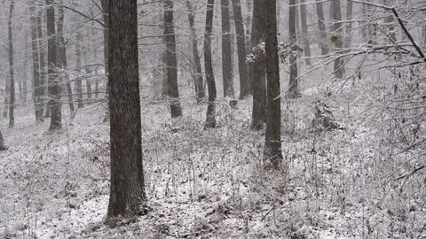 Winter woods covered with snow. Stock Footage 98933431