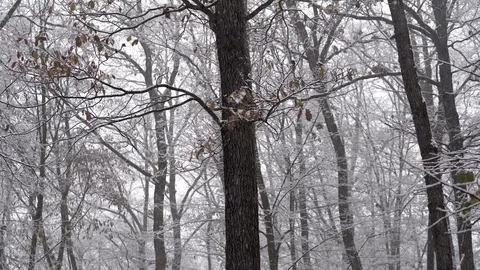 Winter woods covered with snow. Stock Footage 98933474